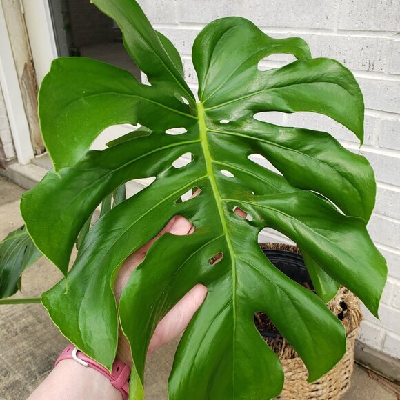 Meet your Posher, Elizabeth! - Picture 5 of 7